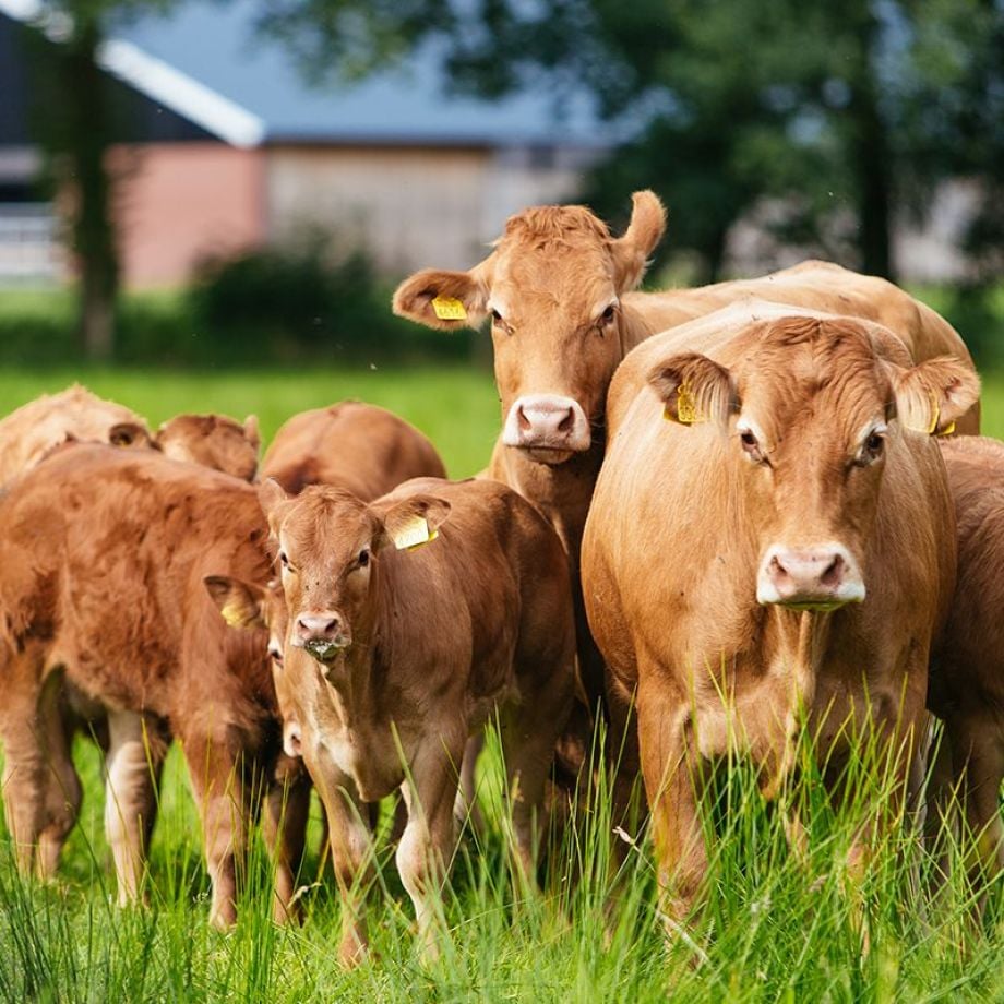 Dat proef je terug in de smaak en de marmering.
