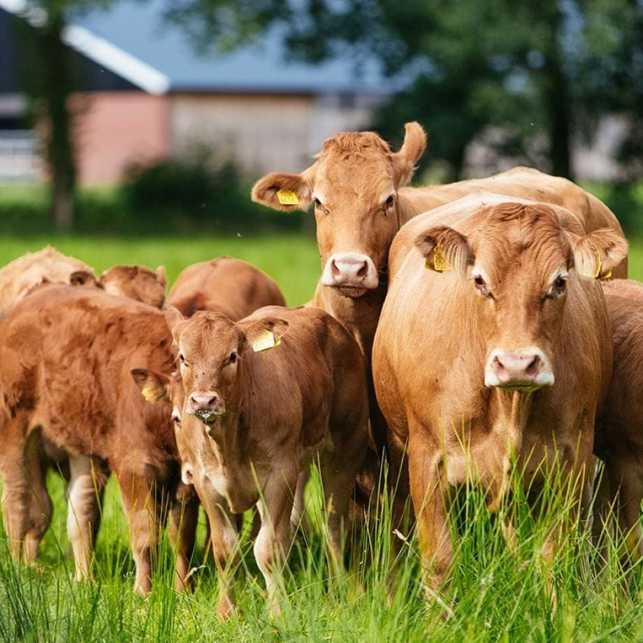 Dat proef je terug in de smaak en de marmering.