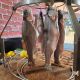 Monolith smoke set .66