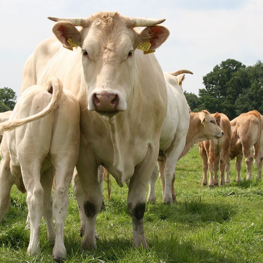 Van boerderijen waar de dieren rust, ruimte en goede voeding krijgen.